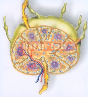 HUMAN LYMPH ANATOMICAL MODEL